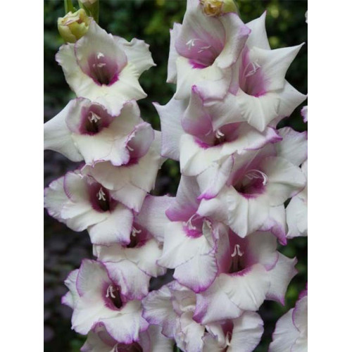 Гладіолус Condor Pasa