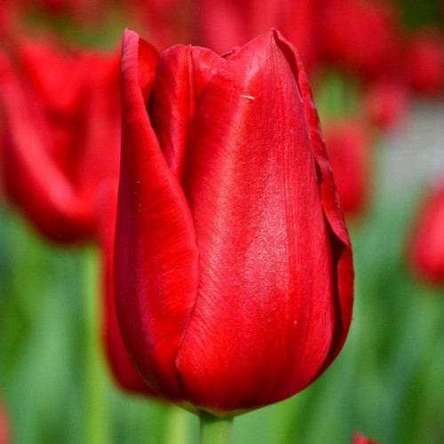 Тюльпан Red Power 600 цибулин розмір 12+