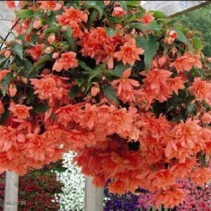 Бегонія ампельна Каскад Лососева