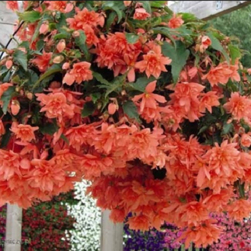 Бегонія ампельна Каскад Лососева