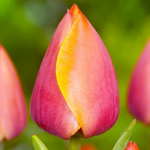 Тюльпан Ad Rem 600 цибулин розмір 12+