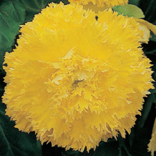 Бегонія фімбріата Жовта