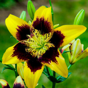 Лілія Easy Dance