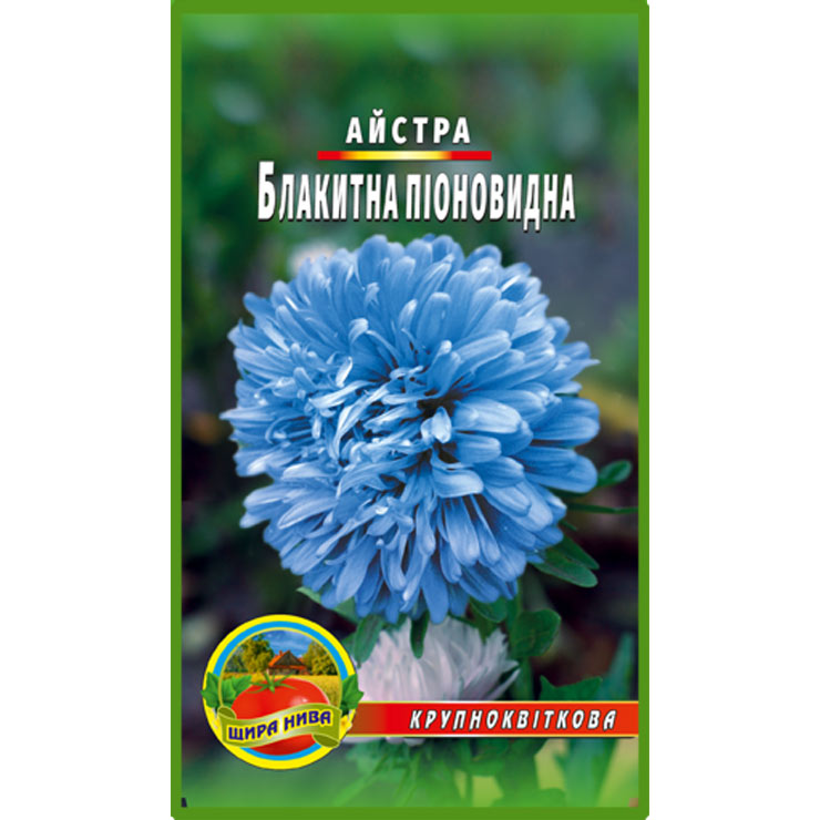 Айстра піоноподібна Блакитна
