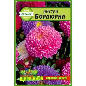 Айстра Бордюрна низькоросла