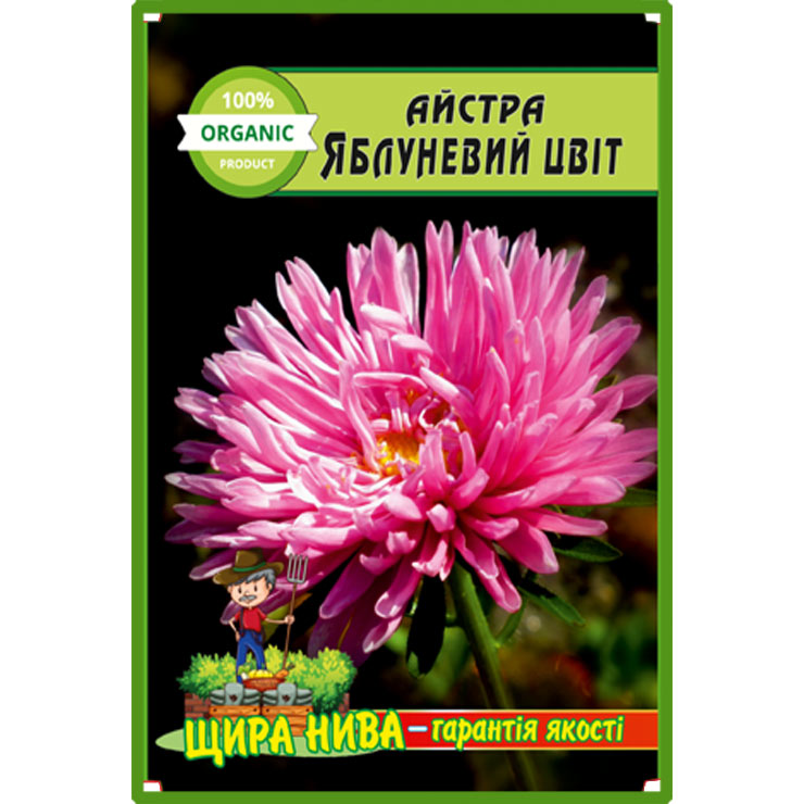 Айстра Гігантська яблуневий цвіт