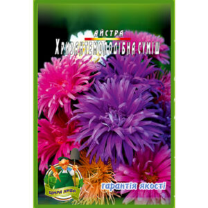 Айстра Хризамтемоподібний мікс
