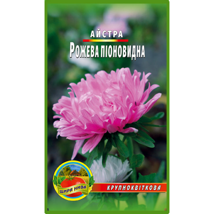 Айстра піоноподібна Рожева