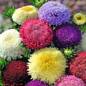 Айстра Супер принцеса суміш