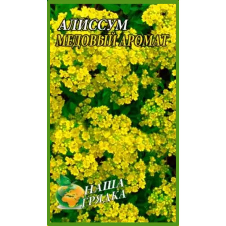 Аліссум Медовий аромат