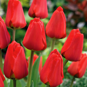 Тюльпан Apeldoorn 600 цибулин розмір 12+