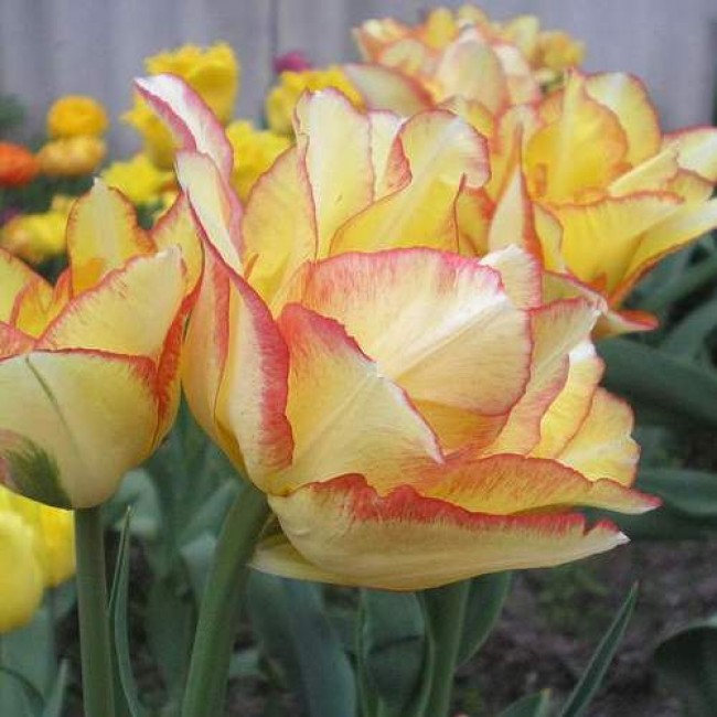 Тюльпан Aquilla 600 цибулин розмір 12+