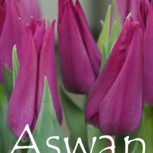 Тюльпан Aswan 600 цибулин розмір 12+