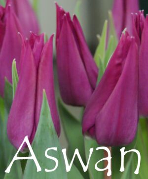Тюльпан Aswan 600 цибулин розмір 12+
