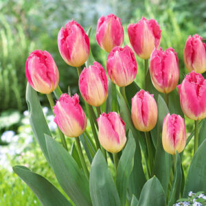 Тюльпан Auxerre 600 цибулин розмір 12+