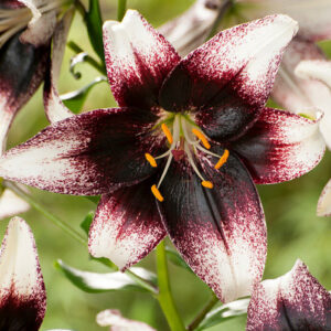 Лілія Stracciatella Event