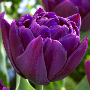 Тюльпан Python 600 цибулин розмір 12+