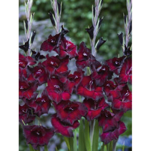 Гладіолус Pescara