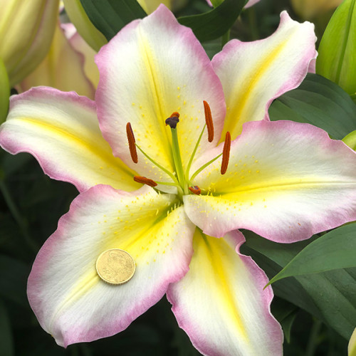 Лілія Captain tricolore