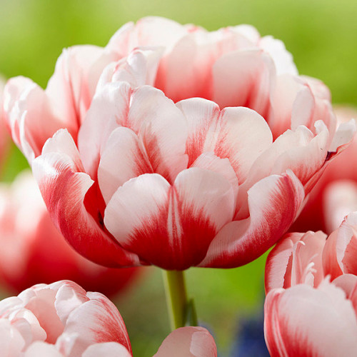 Тюльпан Voicemail 600 цибулин розмір 12+