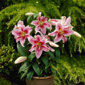 Лілія Mona Lisa