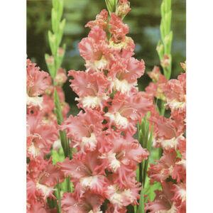 Гладіолус Frizzled Coral Lace