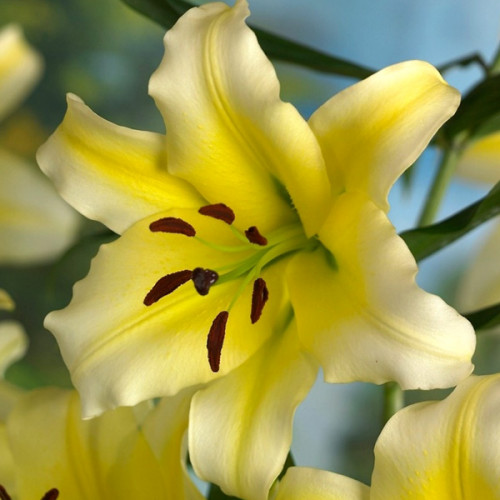 Лілія Conca d`or