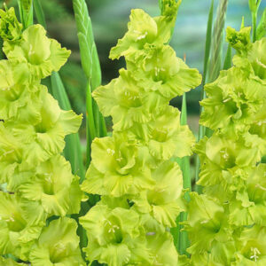 Гладіолус Evergreen