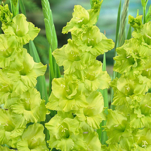 Гладіолус Evergreen