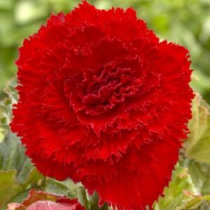 Бегонія фімбріата Темно-червона