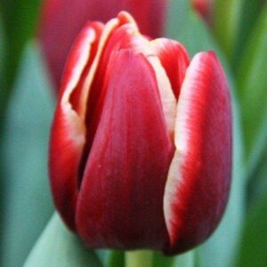 Тюльпан Armani 600 цибулин розмір 12+