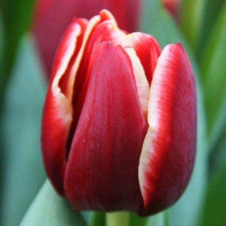 Тюльпан Armani 600 цибулин розмір 12+