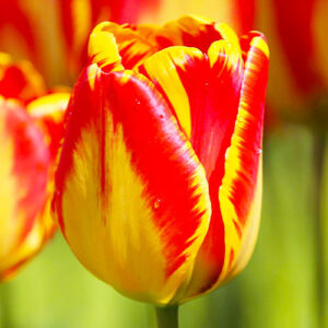 Тюльпан Banja Luka 600 цибулин розмір 12+