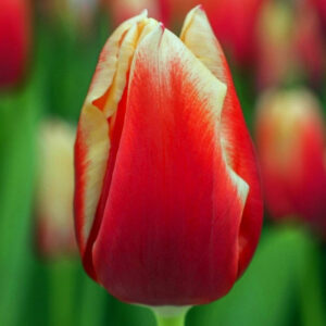 Тюльпан Illusionist 600 цибулин розмір 12+