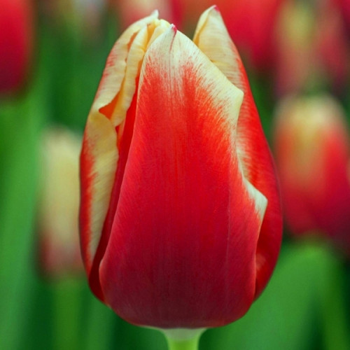 Тюльпан Illusionist 600 цибулин розмір 12+