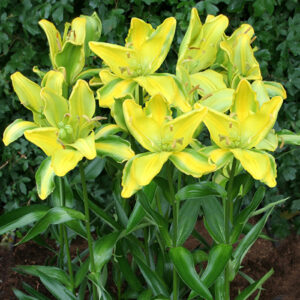 Лілія Yellow Parrot