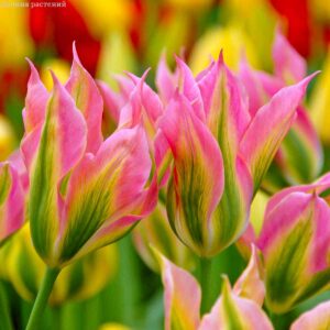 Тюльпан Вірічік 30 цибулин розмір 10/11