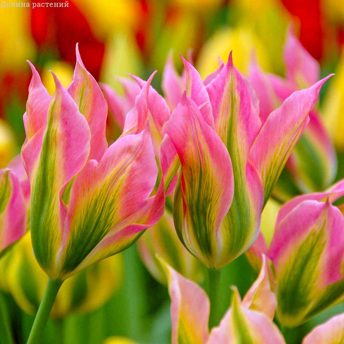 Тюльпан Вірічік 30 цибулин розмір 10/11