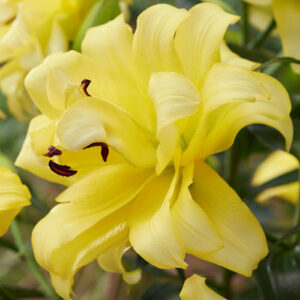 Лілія Exotic Sun