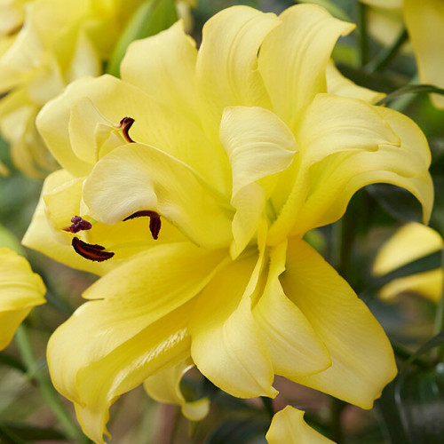 Лілія Exotic Sun