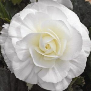 Бегонія махрова Біла