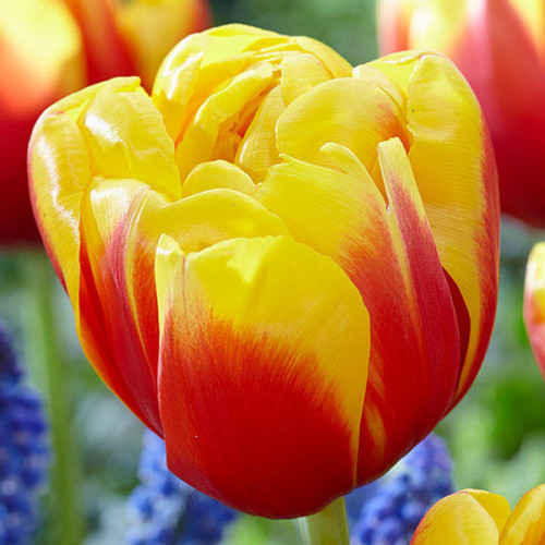 Тюльпан Shell 600 цибулин розмір 12+