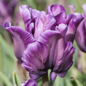 Тюльпан Blue Parrot 600 цибулин розмір 12+