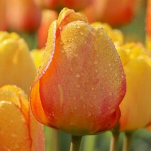 Тюльпан Blushing Apeldoorn 600 цибулин розмір 12+