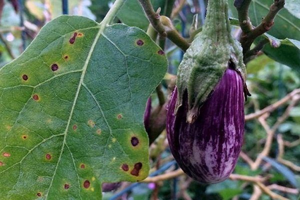 Хвороби та шкідники баклажанів