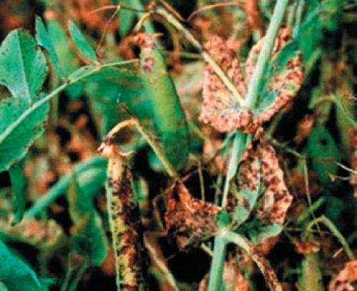 Хвороби та шкідники гороху