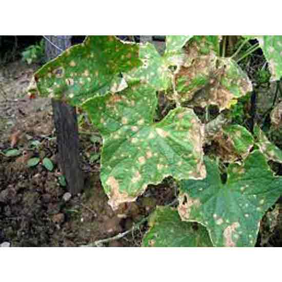 Огірки хвороби та шкідники. Фото.