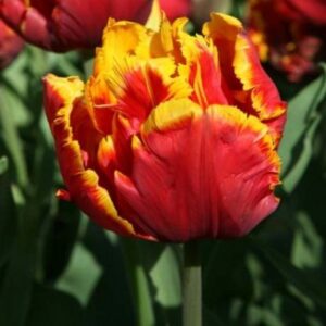Тюльпан Bright Parrot 600 цибулин розмір 12+