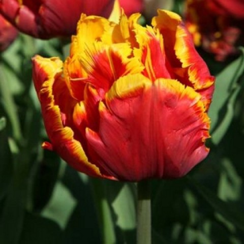 Тюльпан Bright Parrot 600 цибулин розмір 12+