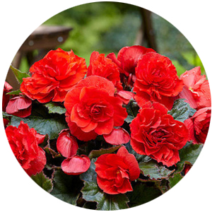 Бульби бегонії